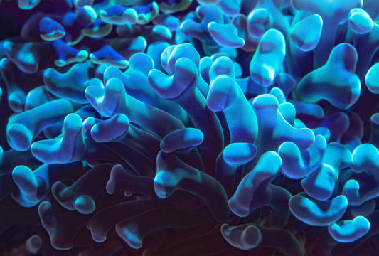 AquaChar Pilot: Healing Our Rivers and Reefs, One Microbe at a Time